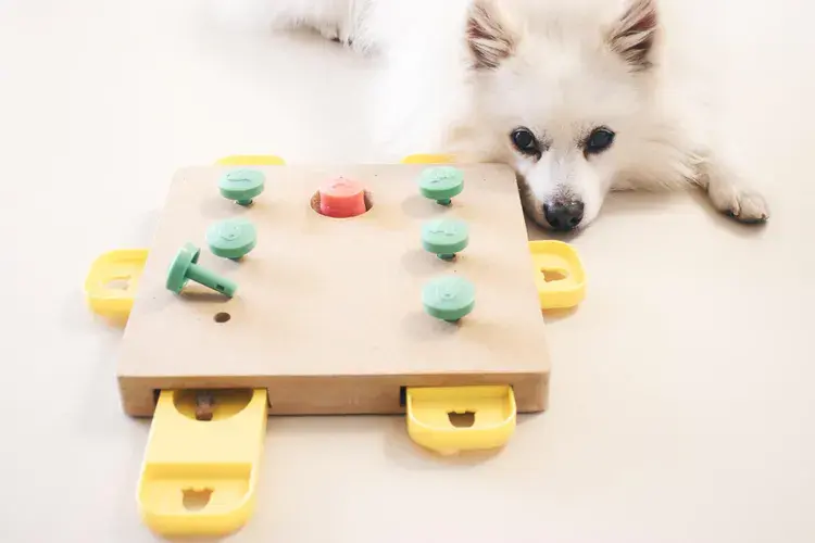 Dog With Puzzle Toy