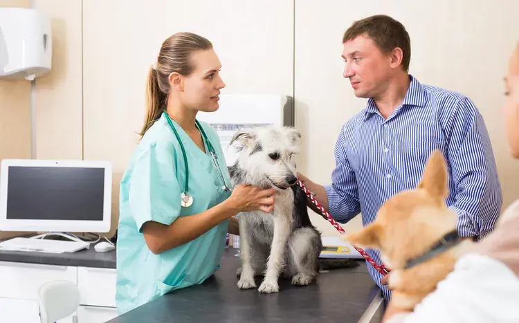 Vet With Dog Parent