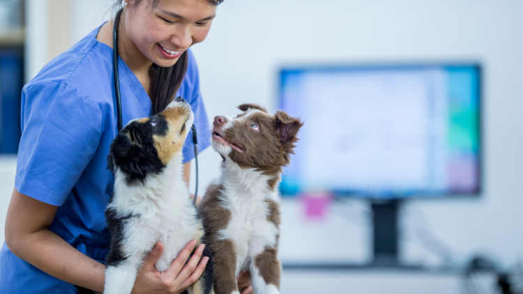 aussie puppies at vet