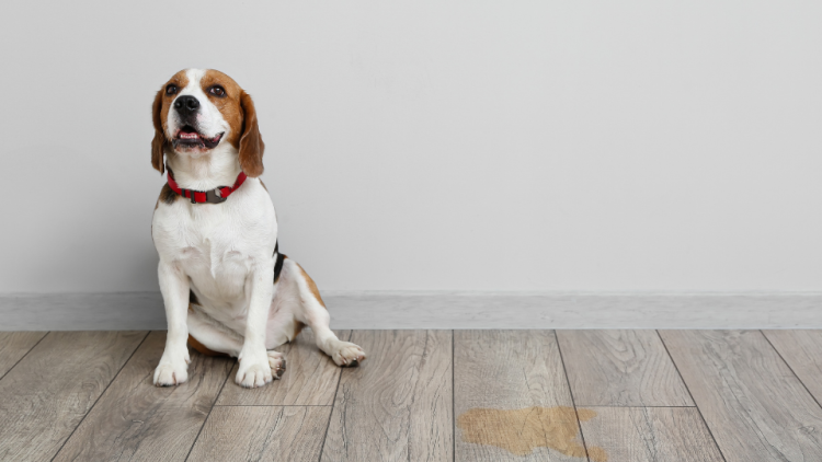 dog urine stain indoors
