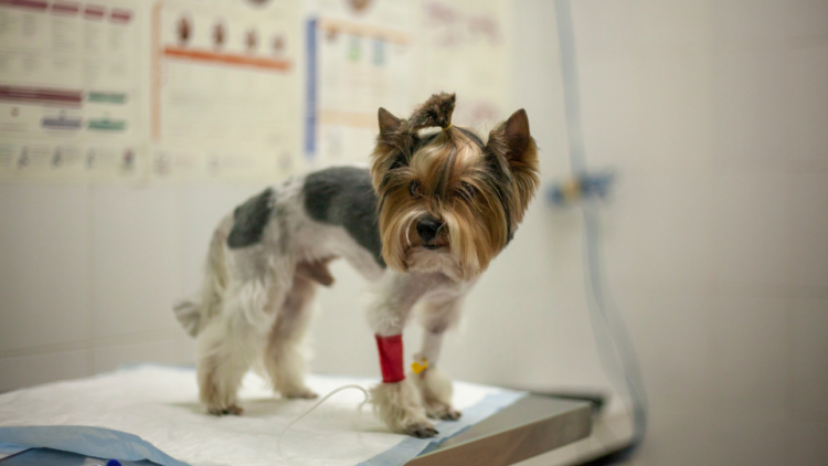 injured yorkie at vet