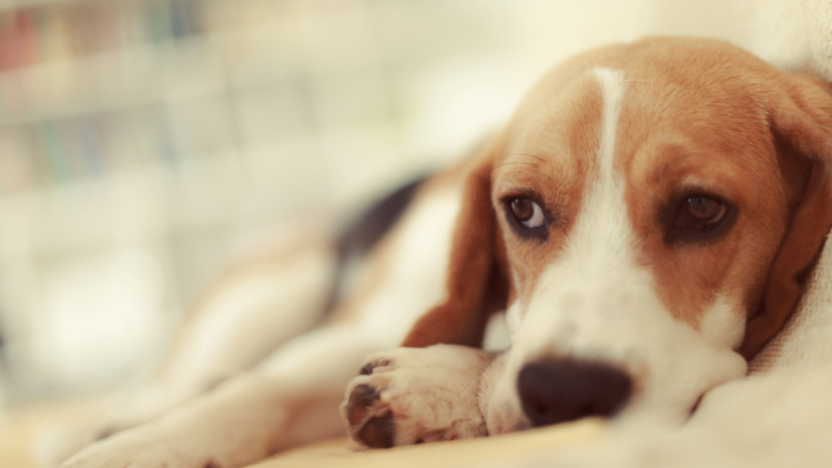 sick beagle